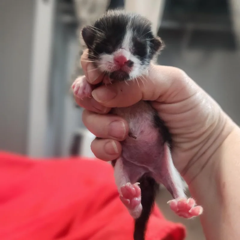 A baby small-sized female Black Domestic Short Hair cat named Lil Debbie for adoption in Layton, UT