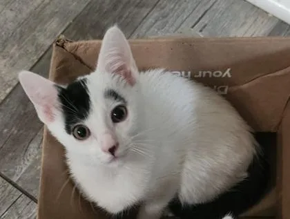 A young small-sized female Domestic Short Hair cat named A Robin Petco West for adoption in North Charleston, SC