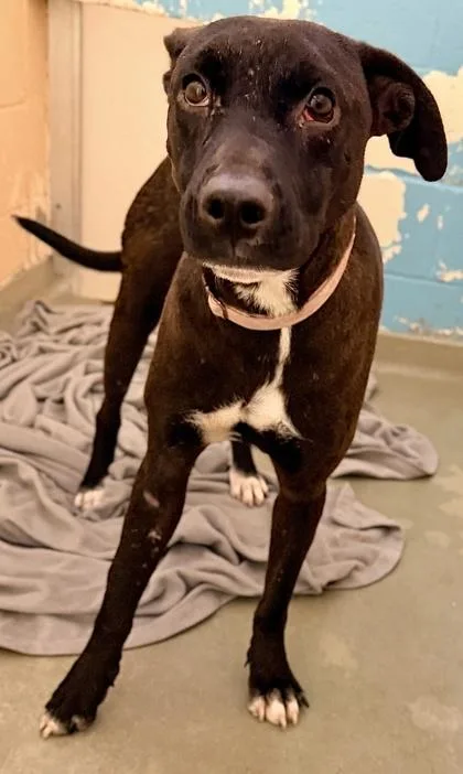 An adult medium-sized male Mixed Breed dog named Carl for adoption in Cincinnati, OH