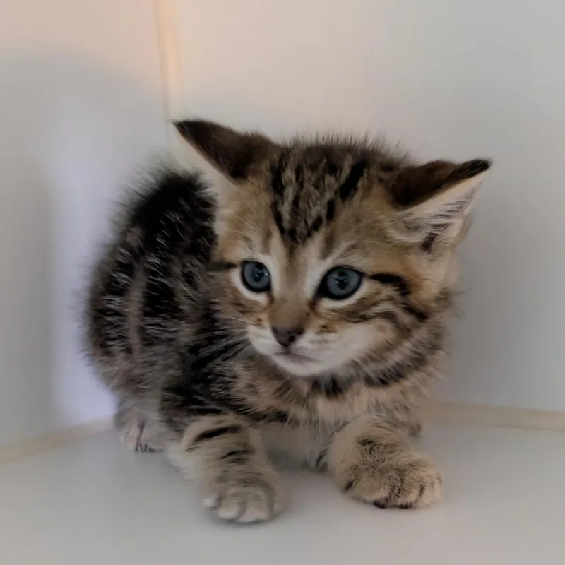 A baby small-sized female Domestic Short Hair cat named Red Collar for adoption in Jefferson city, TN