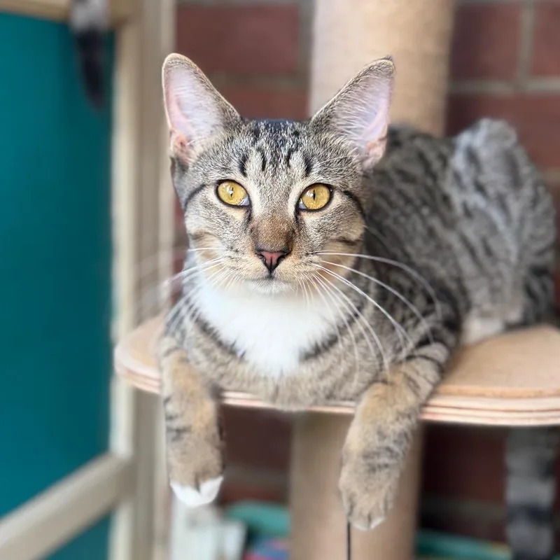 A baby small-sized male Brown / Chocolate Domestic Short Hair cat named Sir Beans for adoption in Middle Village, NY