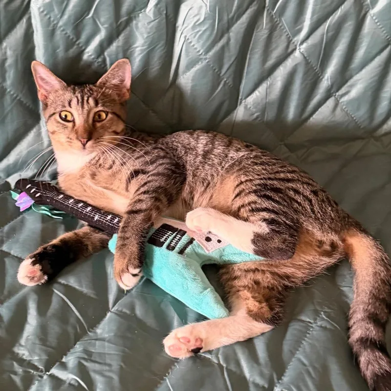 Sir Beans thumbnail 3