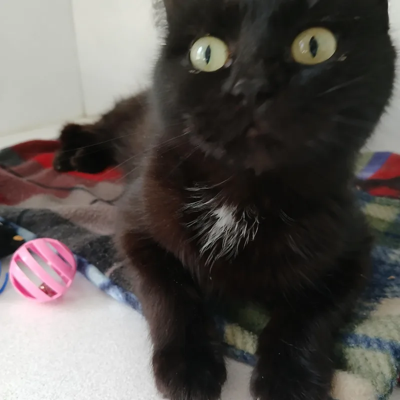 A baby medium-sized female Black American Shorthair cat named Melody for adoption in Iowa Falls, IA