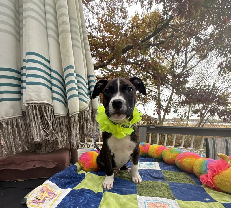 A baby medium-sized male Brindle Boxer dog named Snickers for adoption in White Lake, MI