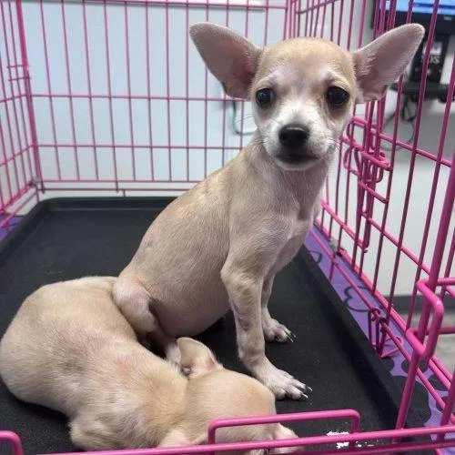 A baby small-sized male Chihuahua dog named Willie for adoption in Sanford, NC