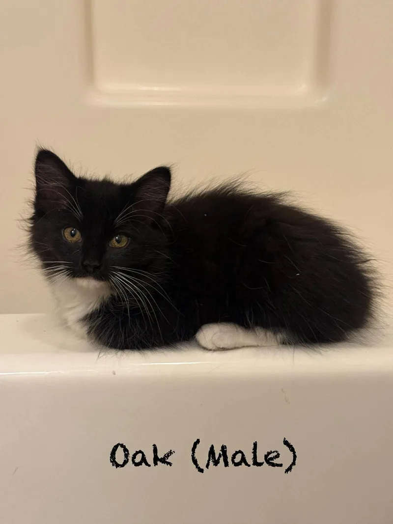 A baby large-sized male Domestic Long Hair cat named Oak for adoption in Oakboro , NC