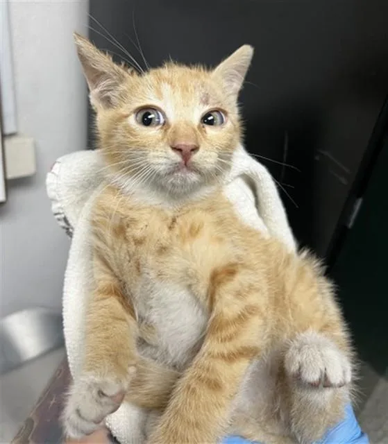 A baby small-sized male Domestic Short Hair cat named Vance for adoption in San Bernardino, CA