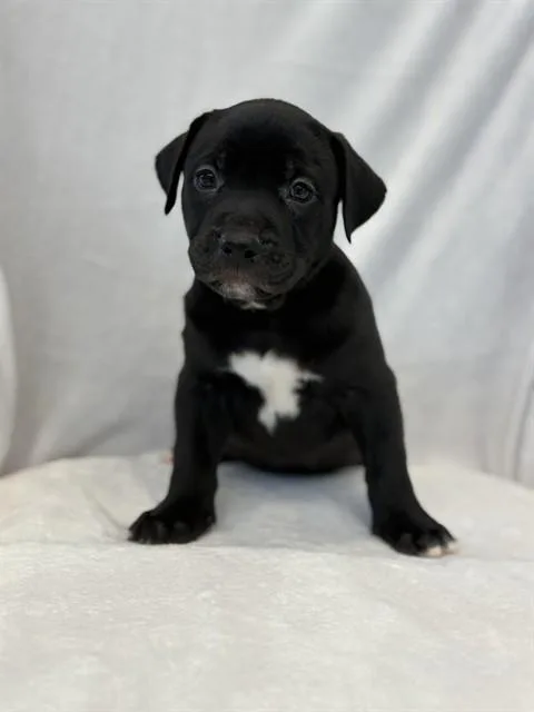 A baby large-sized male Pit Bull Terrier dog named Jollyrancher for adoption in Forney, TX