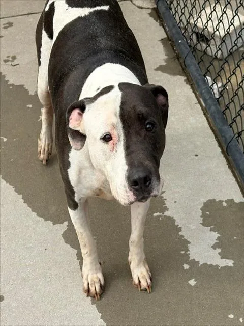 An adult large-sized male Pit Bull Terrier dog named Max for adoption in Tulsa, OK