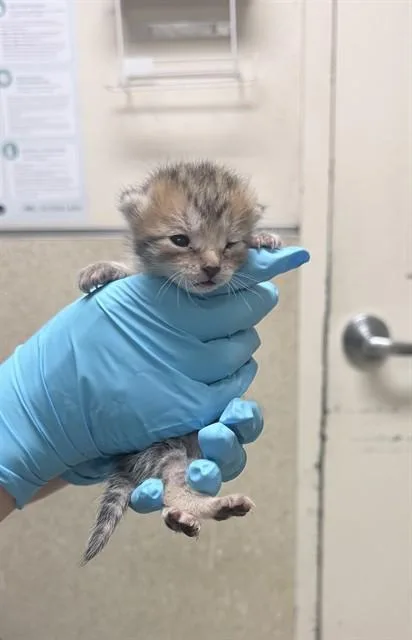 A baby small-sized female Domestic Short Hair cat named Tweetie for adoption in Riverside, CA