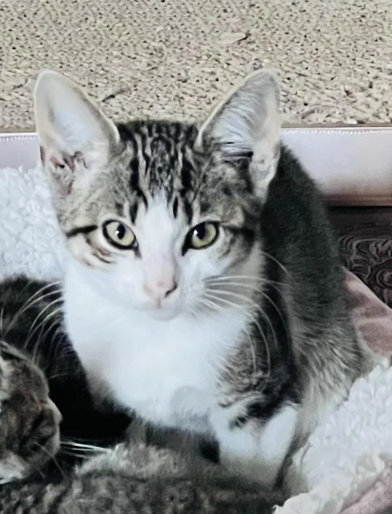 A baby medium-sized female Tabby (Brown / Chocolate) Tabby cat named Happy for adoption in San Juan Capistrano, CA