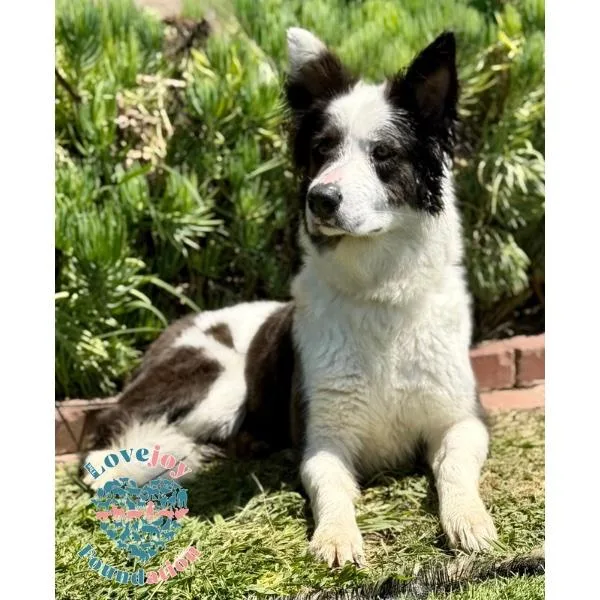 A young medium-sized female White / Cream Border Collie dog named Sara Jessica Parker COH for adoption in Inglewood, CA