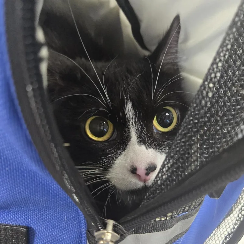 An adult medium-sized female Black Domestic Short Hair cat named Yuki for adoption in Newark, NJ