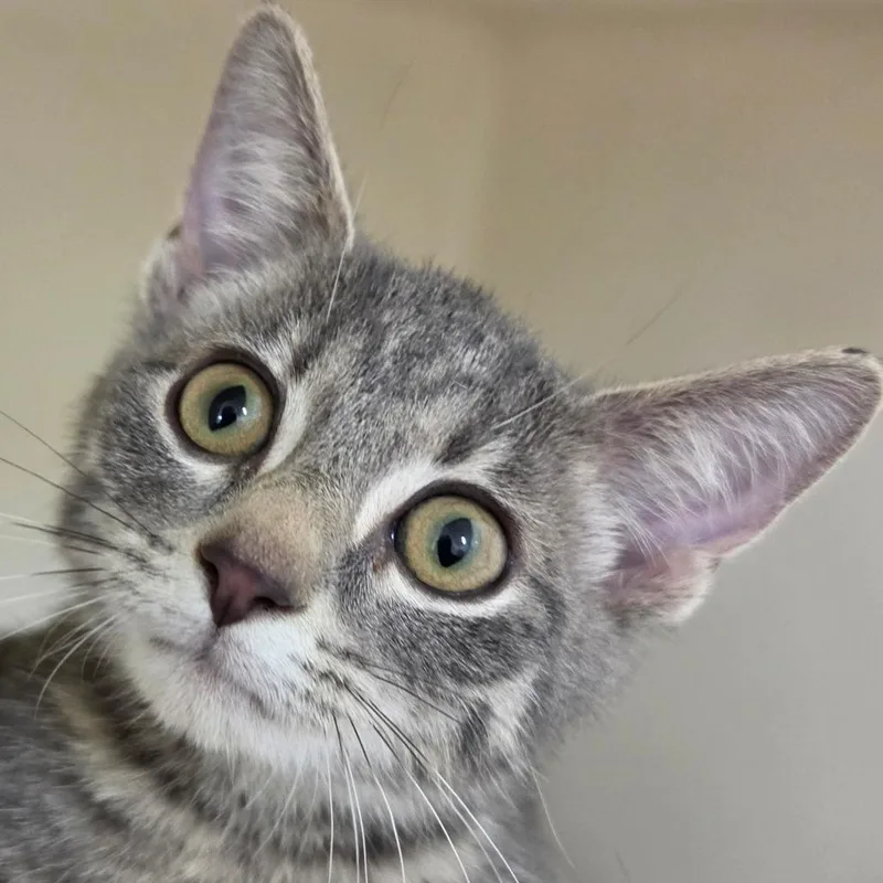 A baby small-sized male Gray / Blue / Silver Domestic Short Hair cat named Loki for adoption in Zanesville, OH