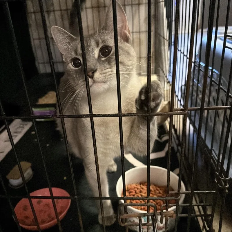 An adult small-sized male Siamese cat named Biscuit for adoption in Hinesville, GA