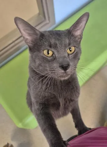 A young medium-sized male Domestic Short Hair cat named Robin for adoption in Decatur, IL