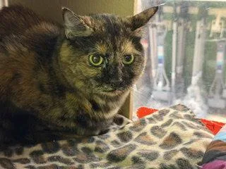 An adult medium-sized female Domestic Short Hair cat named Baby Cat for adoption in Chandler, AZ