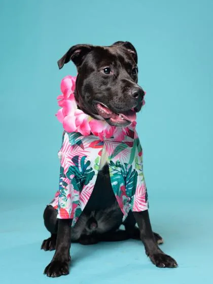 An adult large-sized male Mixed Breed dog named Bobble for adoption in Atlanta, GA