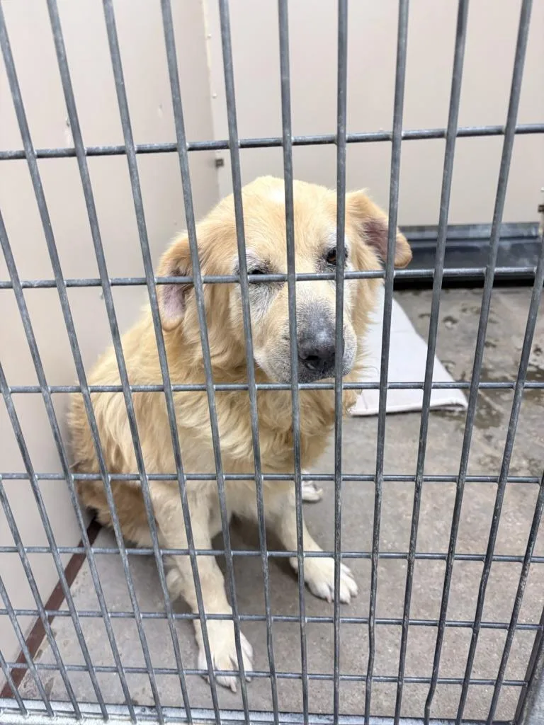 A senior large-sized male Chow Chow dog named Reggie for adoption in Richland Hills, TX