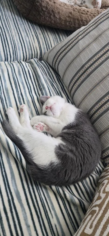 A baby small-sized female Gray & White Domestic Medium Hair cat named Arya for adoption in Greenbelt, MD