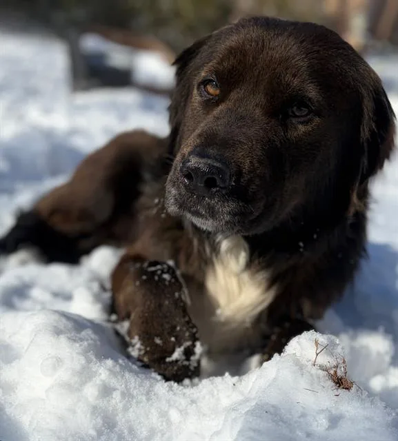An adult large-sized male Australian Shepherd dog named George for adoption in Charlotte, NC