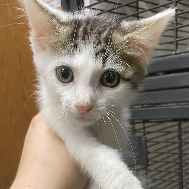 A baby small-sized male Brown / Chocolate Domestic Short Hair cat named Mario for adoption in Norfolk, NE
