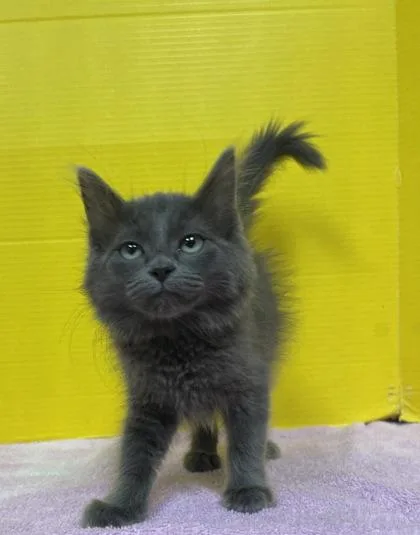 A baby small-sized female Domestic Short Hair cat named Blossom for adoption in Houston, TX