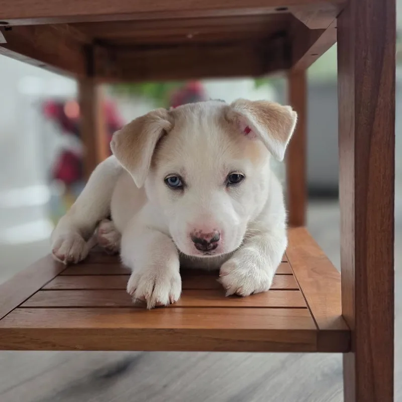 A baby small-sized female White / Cream Labrador Retriever dog named Rossini for adoption in Nashville, TN