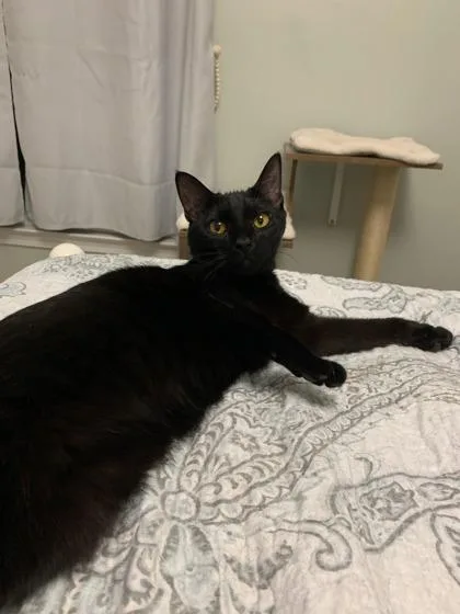 A young medium-sized female Domestic Short Hair cat named Sissy for adoption in Port Republic, MD