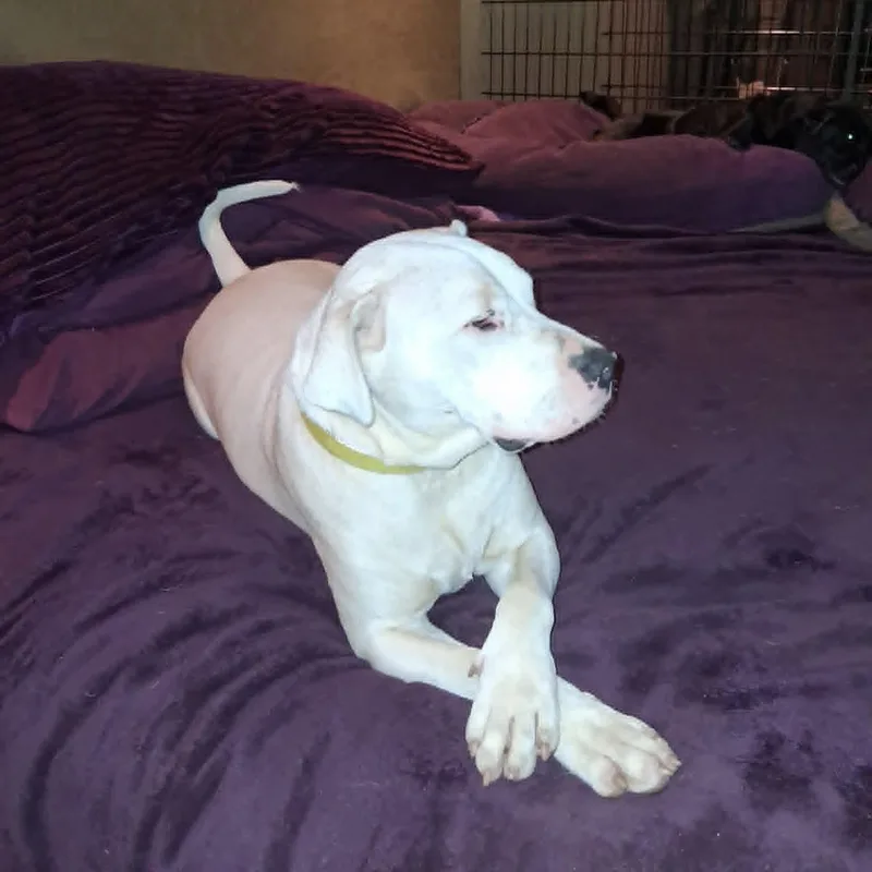 A young medium-sized male White / Cream Labrador Retriever dog named Creed for adoption in North Jackson, OH