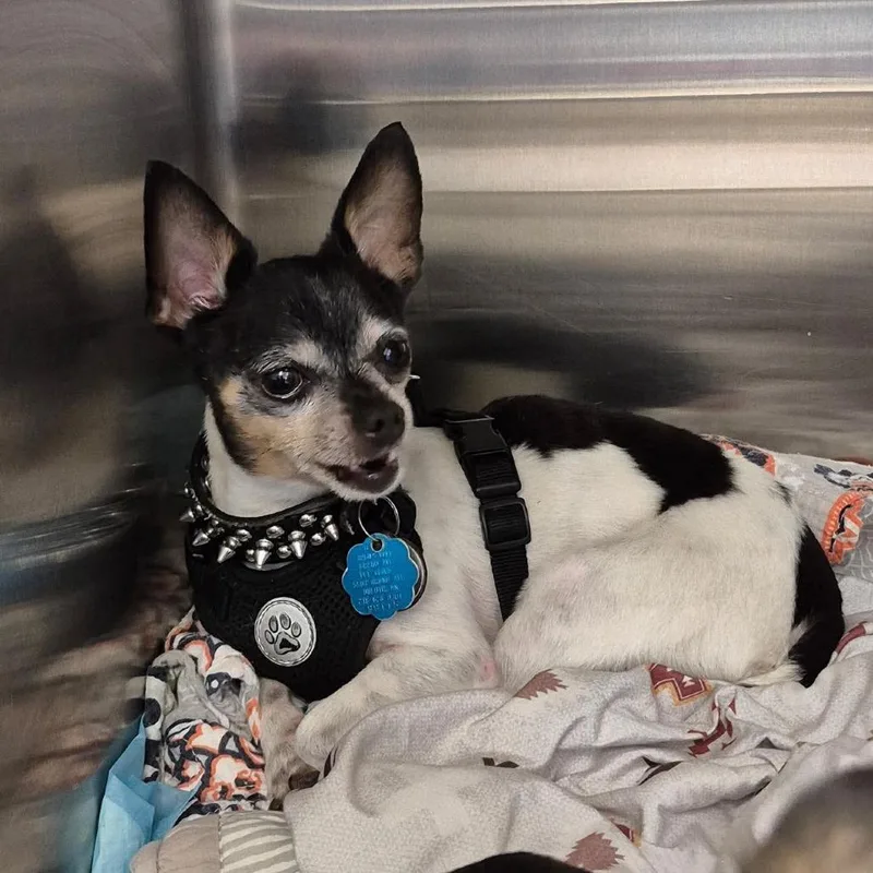 An adult small-sized male Black Chihuahua dog named Dommy for adoption in Bastrop, TX