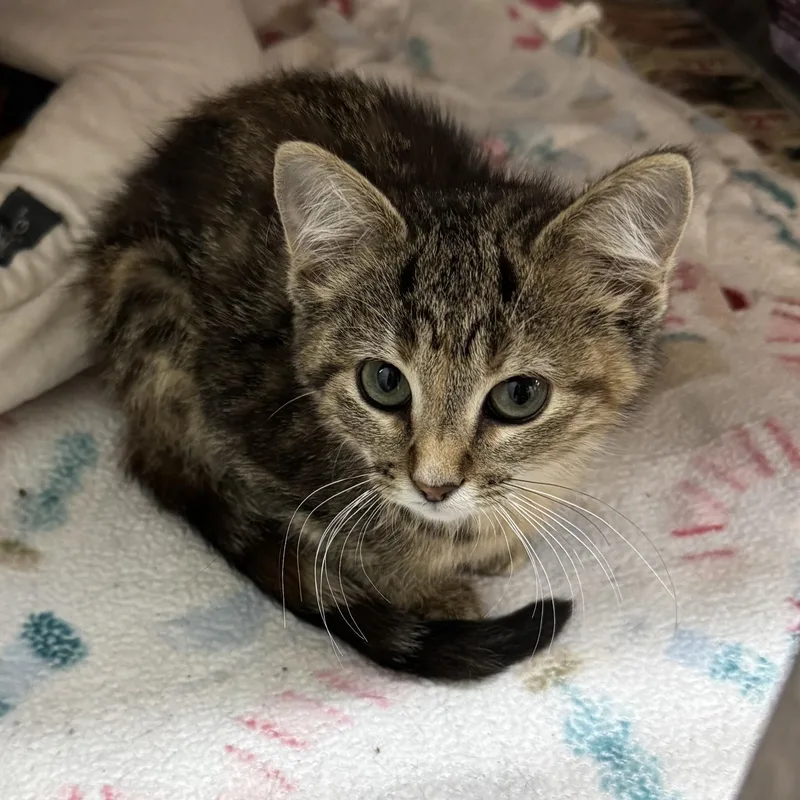 A baby small-sized female Tabby (Brown / Chocolate) Domestic Short Hair cat named LaaLaa for adoption in Rochester, MN