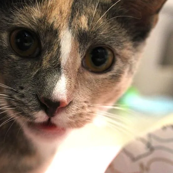 Spark  Dilute Calico