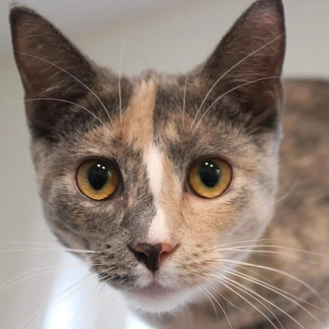 Spark  Dilute Calico thumbnail 2