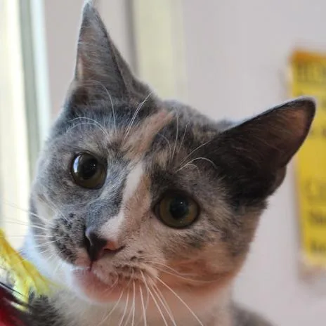 Spark  Dilute Calico thumbnail 3