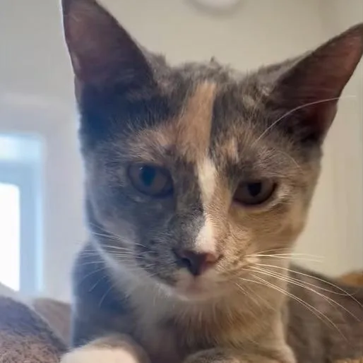 Spark  Dilute Calico thumbnail 4