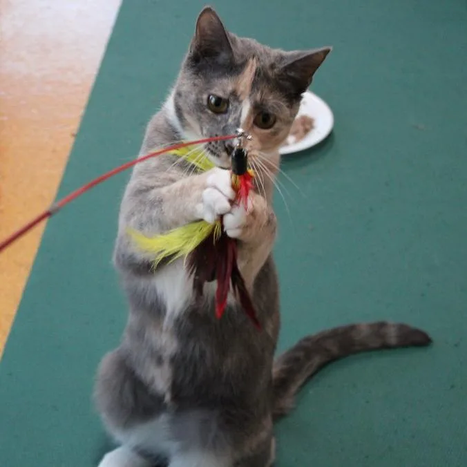 Spark  Dilute Calico thumbnail 5