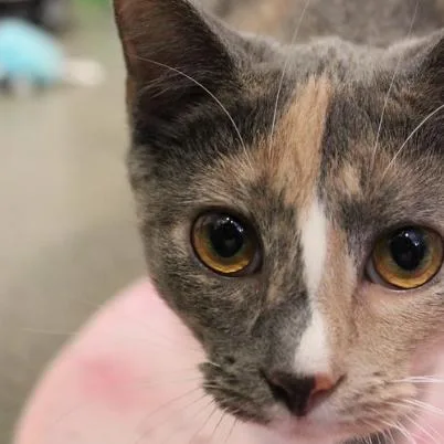 Spark  Dilute Calico thumbnail 6