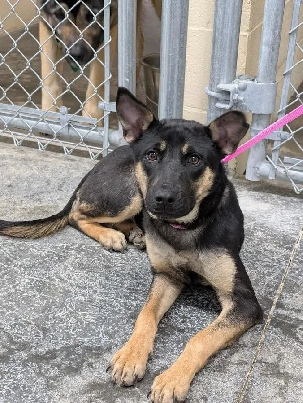 A young medium-sized female Shepherd dog named Motsi for adoption in Aurora, IL