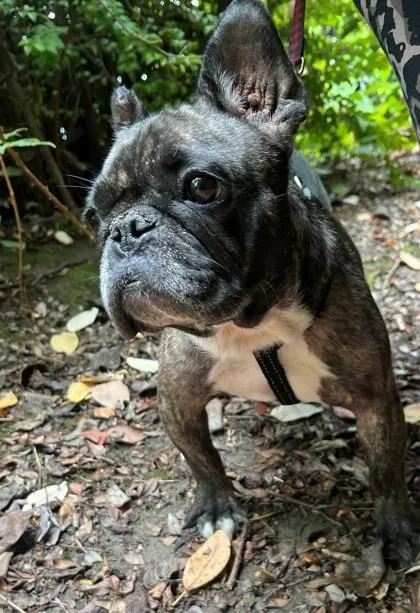 An adult small-sized female Brindle French Bulldog dog named Cricket Bat for adoption in Bonney Lake, WA