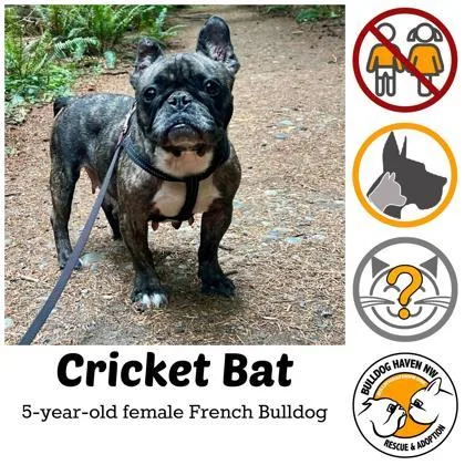 Cricket Bat thumbnail 2