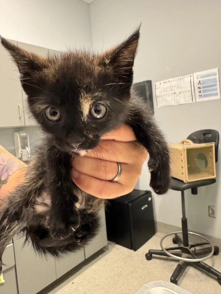 A baby medium-sized female Domestic Short Hair cat named White Macadamia for adoption in Bloomington, IN