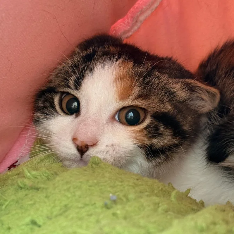 A baby small-sized female White Domestic Short Hair cat named Caramel Candle for adoption in East Smithfield, PA