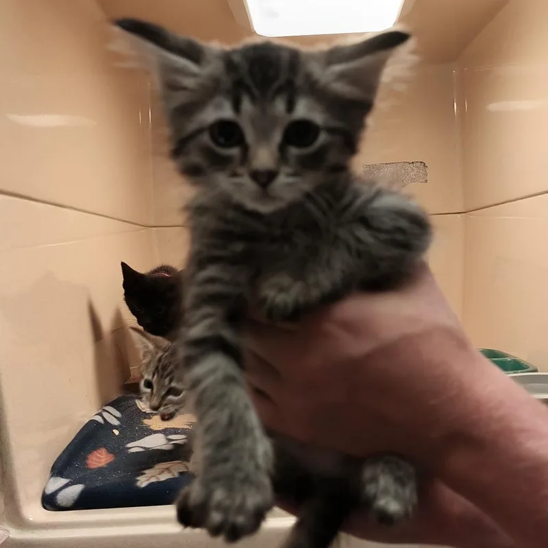 A baby small-sized female Buff / Tan / Fawn Domestic Short Hair cat named Ms. Puff for adoption in Beckley, WV