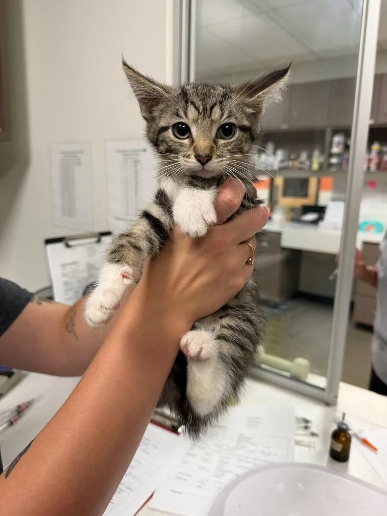 A baby small-sized male Domestic Medium Hair cat named Jacks for adoption in Greenfield, IN