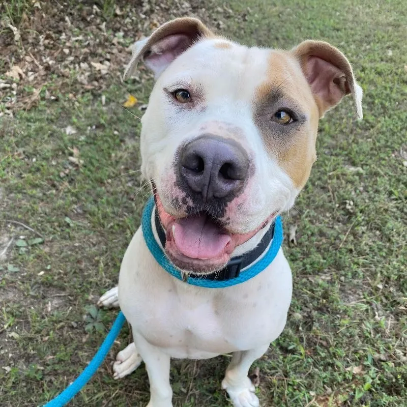 An adult large-sized male White / Cream Staffordshire Bull Terrier dog named Hercules for adoption in Willis, TX