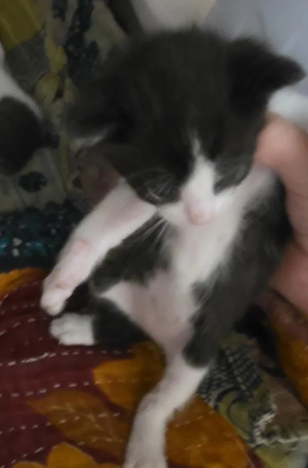 A baby small-sized female Domestic Short Hair cat named MacChiato for adoption in Cleveland, TN