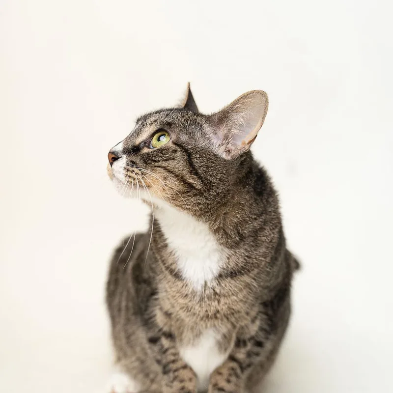 An adult small-sized female Gray / Blue / Silver Domestic Short Hair cat named Bagel for adoption in Gonzales, LA
