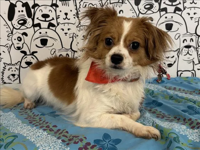 An adult small-sized female Papillon dog named Mary Jane for adoption in San Pedro, CA