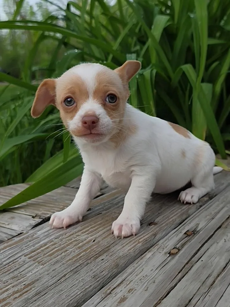 A baby small-sized male Chihuahua dog named Gary for adoption in Oakland, MI